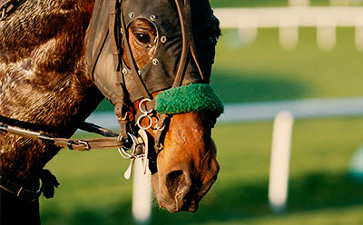 All Horse Breeds