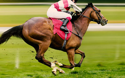 Showjumping